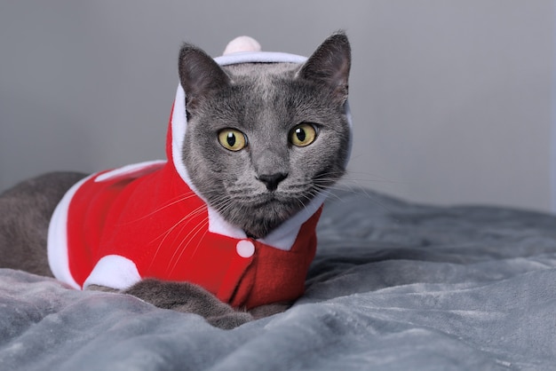 Gato engraçado azul vestido de papai noel deitado na cama