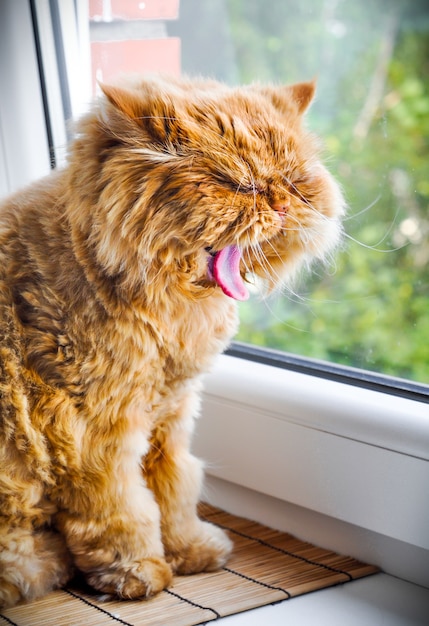 Gato engraçado bocejando no parapeito da janela