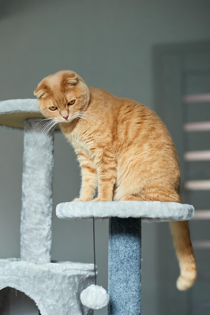 Gato engraçado bonito brincando na árvore de dissuasão de arranhões de móveis em casa Postes de arranhões amam petxA