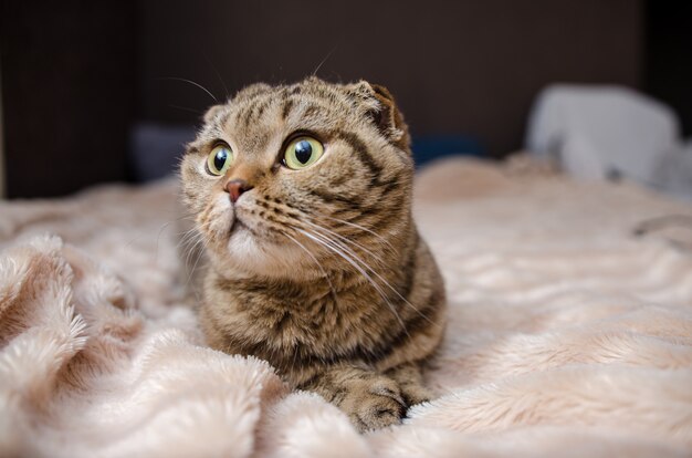 Gato engraçado bonito deitado na cama em casa. Scottish fold cat