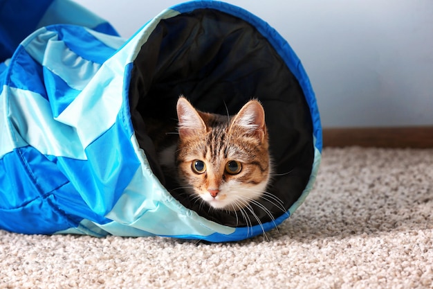 Foto gato engraçado bonito jogando em casa