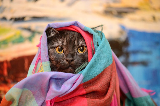 Gato engraçado coberto com um cobertor
