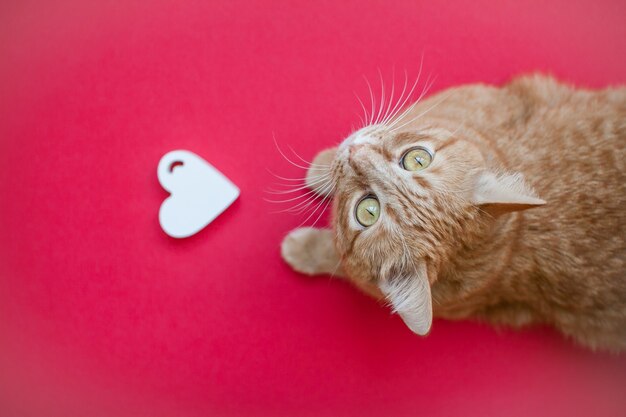 Gato engraçado com coração branco e gordura vermelha