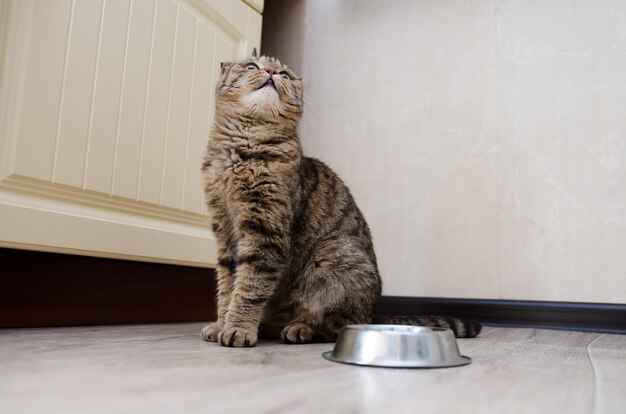 Gato engraçado com fome olhando e esperando por comida