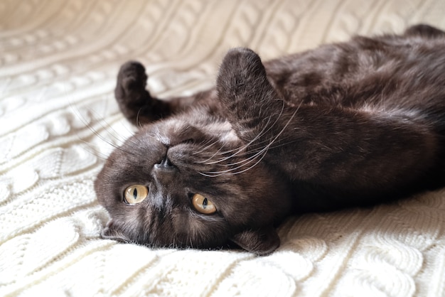 Gato engraçado deitado de costas na manta de malha branca