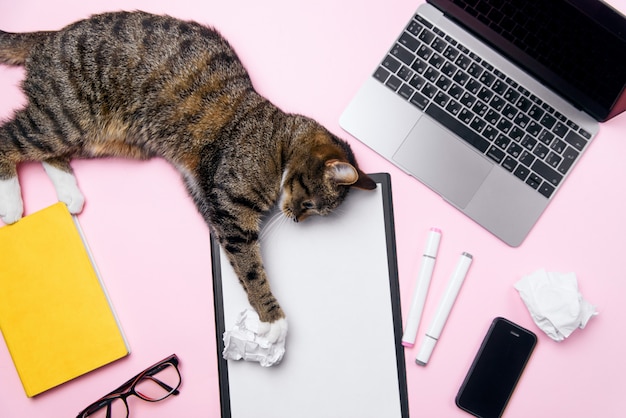 Gato engraçado deitado sobre a mesa de escritório e brincando com bolas de papel amassado.