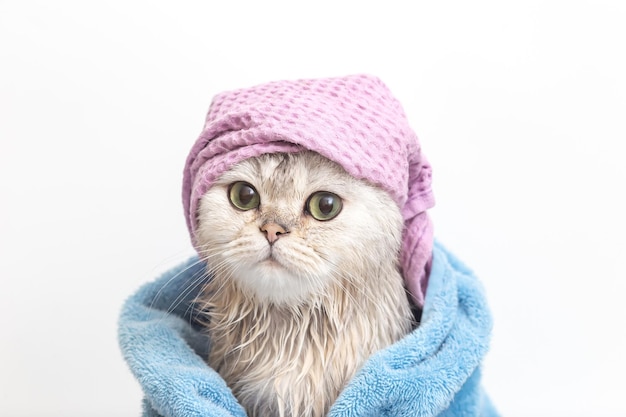 Gato engraçado depois de tomar banho envolto em uma toalha azul em um gorro violeta na cabeça