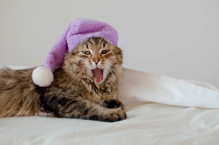 Foto gato engraçado dormindo de pijama em uma cama branca manhã aconchegante é hora de ir para a cama close de um gato sonolento muito fofo foco seletivo