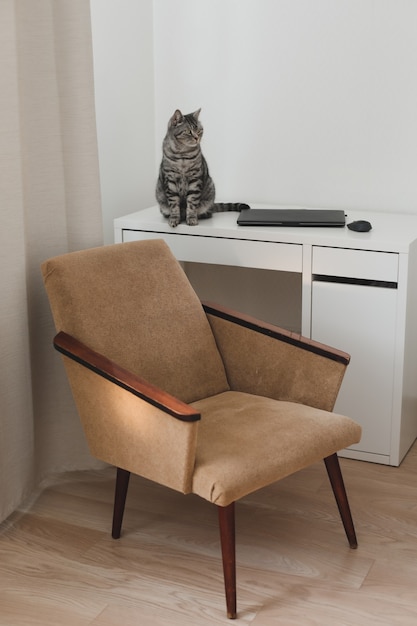 Gato engraçado e uma cadeira aconchegante na sala de estar
