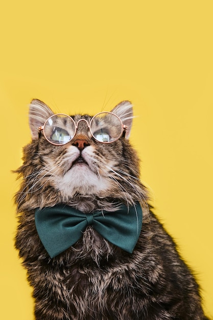 Gato engraçado em gravata borboleta e óculos sentado no fundo amarelo