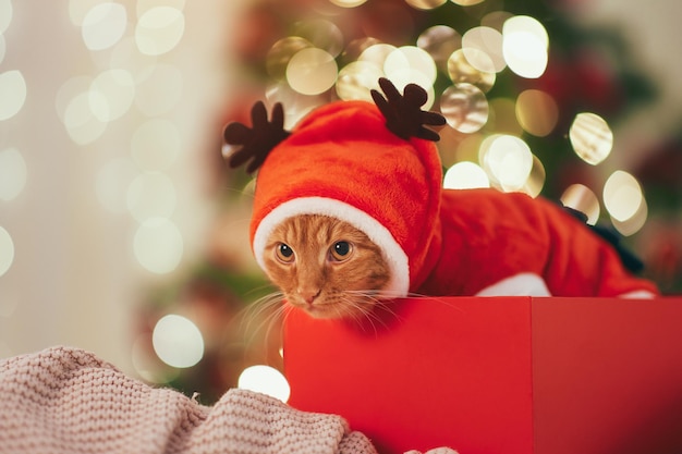 Gato engraçado em traje de natal na caixa de presente