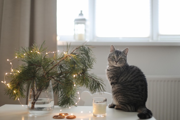 Gato engraçado em um quarto decorado para o natal e o ano novo