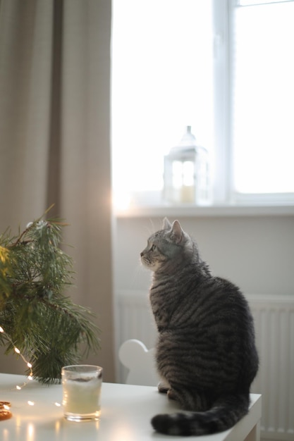 Gato engraçado em um quarto decorado para o natal e o ano novo