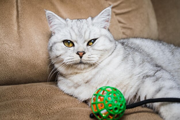 Gato engraçado escocês brincando com brinquedos