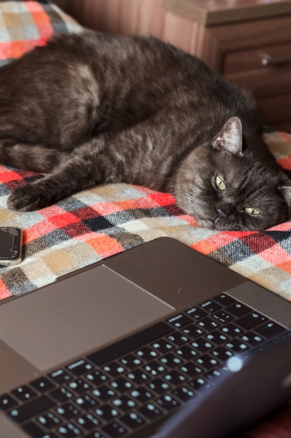 Gato engraçado finge usar laptop