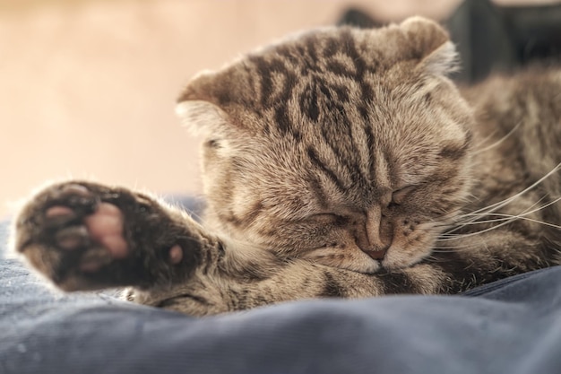 Gato engraçado limpa cuidadosamente sua pata usando mordiscadas das quais seu nariz enrugou deitado em um sofá macio