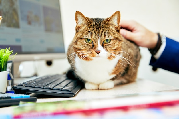 Gato engraçado no escritório. cena de negócios.