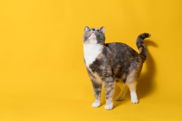 Gato engraçado olha para cima com interesse isolado em um fundo amarelo Copie o espaço