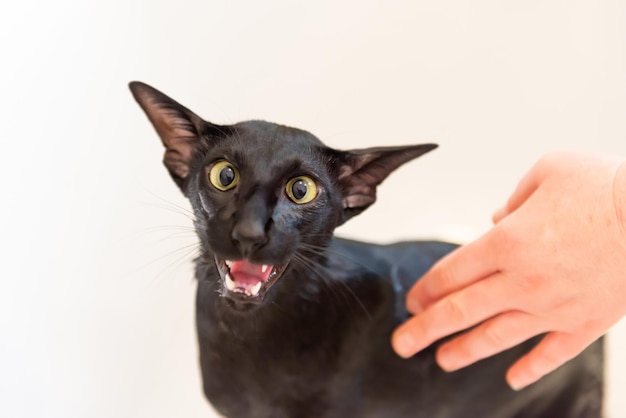 Gato engraçado preto isolado em branco