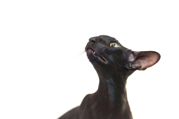 Gato engraçado preto isolado em branco