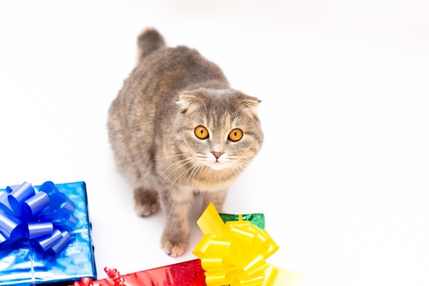 Gato engraçado scottish fold com caixa de presente rosa vermelha