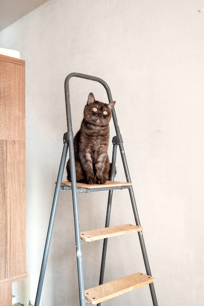 Gato engraçado sentado em cima da escada durante a reforma do apartamento
