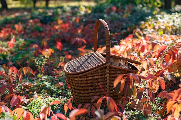 gato engraçado vermelho em uma cesta de piquenique de vime ao ar livre no Weenend na natureza de outono com espaço para texto