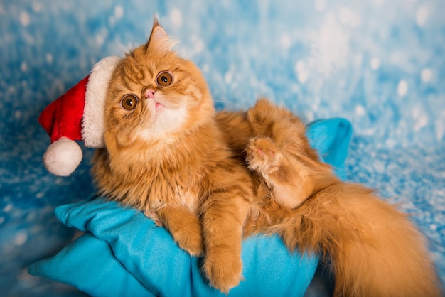 Gato enojado con sombrero rojo de santa claus en navidad