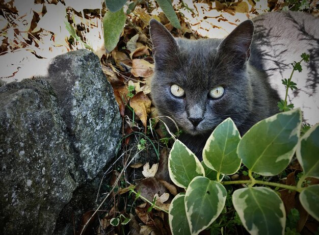 Foto gato entre as folhas