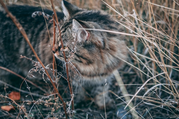 Gato épico