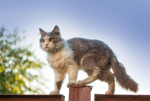 Gato equilibrando-se muito habilidoso na cerca estreita cerca velha vintage no rancho com gato