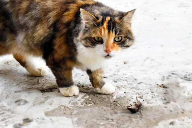 El gato es atrapado por un topo en el jardín.