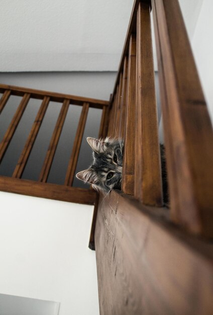 Foto el gato en las escaleras.