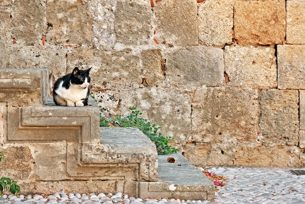 gato en los escalones de la casa