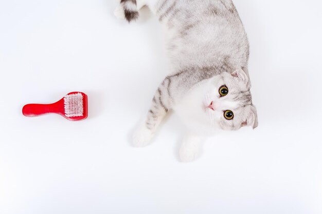 Gato escocês bonito com pincel no fundo branco cuidando da higiene pessoal do gato