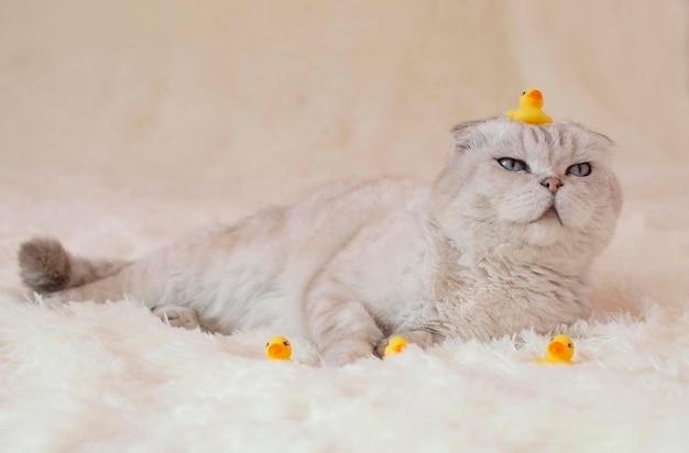 Gato escocês branco engraçado com um pato de borracha amarelo em um cobertor branco fofo O conceito de cuidados com animais Foco seletivo
