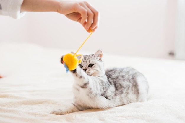 Gato escocês brincando com brinquedos