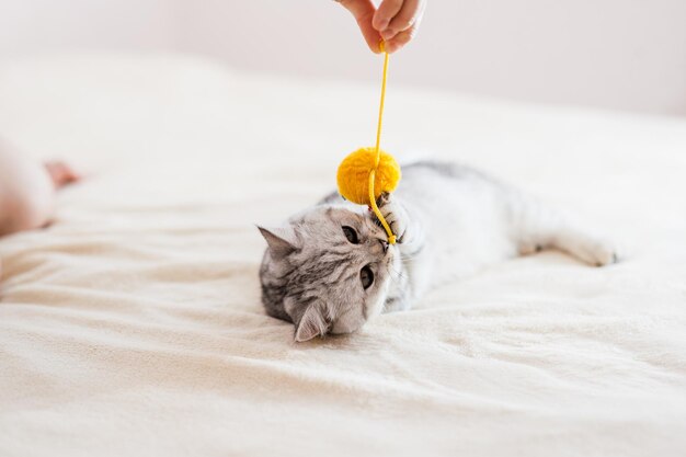 Gato escocês brincando com brinquedos