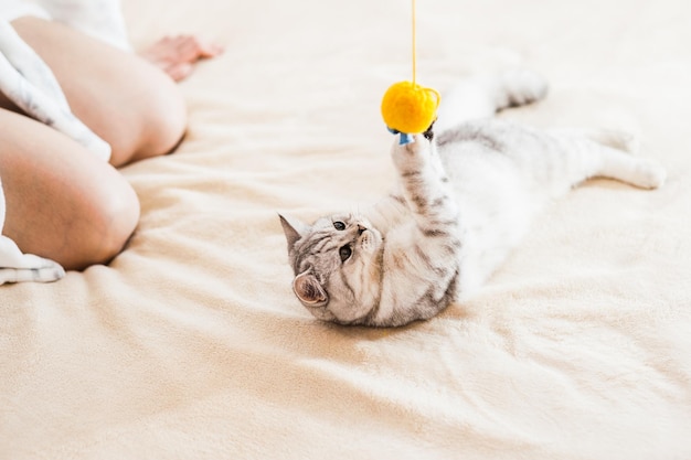 Gato escocês brincando com brinquedos