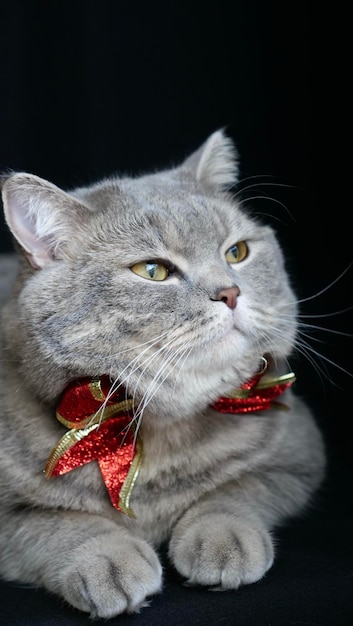 Gato escocês britânico de estimação para o Ano Novo 2022 com laço vermelho de natal em fundo preto fechado Um animal cinza legal celebra os feriados