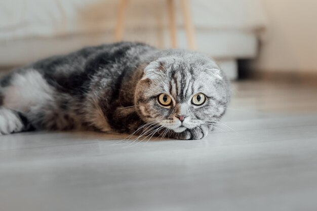 Gato escocés en casa. Gato doméstico. Vida con mascota.