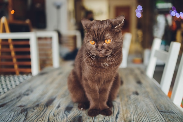 Gato escocés chocolate con ojos amarillos junto a la ventana.