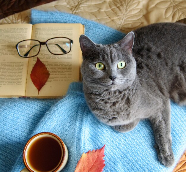 Foto gato escocês cinza deitado sobre um suéter ao lado de um livro