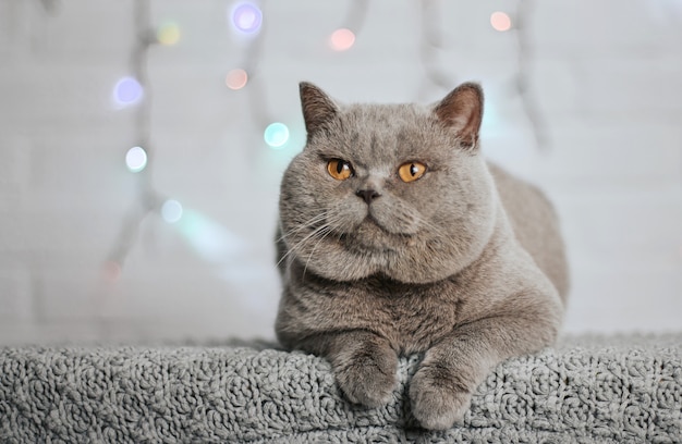 Gato escocês cinzento com grandes bochechas e olhos amarelos