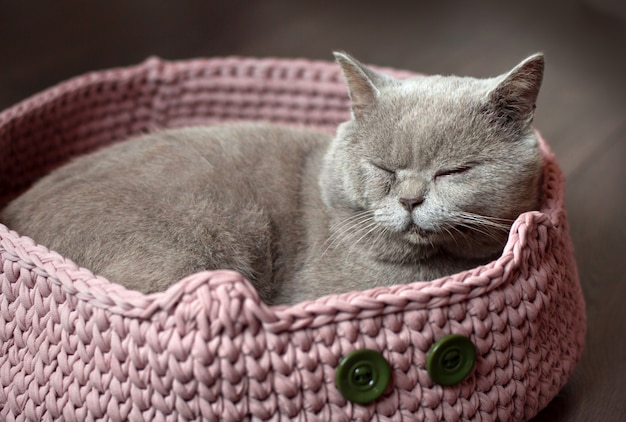 Gato escocês cinzento dorme em uma cama de gato rosa