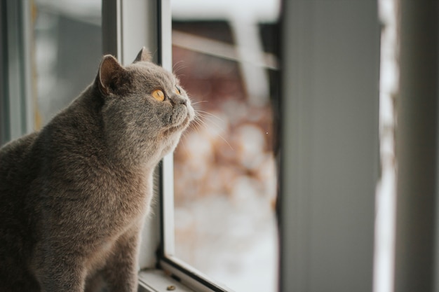 Gato escocês cinzento olha pela janela