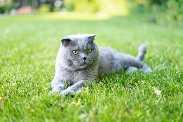 Gato escocés esponjoso en un césped verde en verano un animal contento una mascota bien cuidada