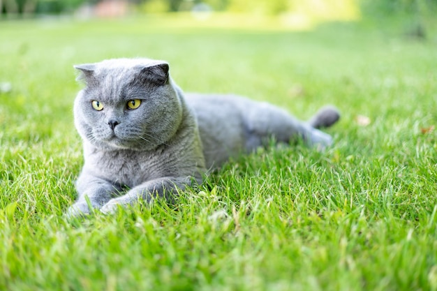 Gato escocés esponjoso en un césped verde en verano un animal contento una mascota bien cuidada