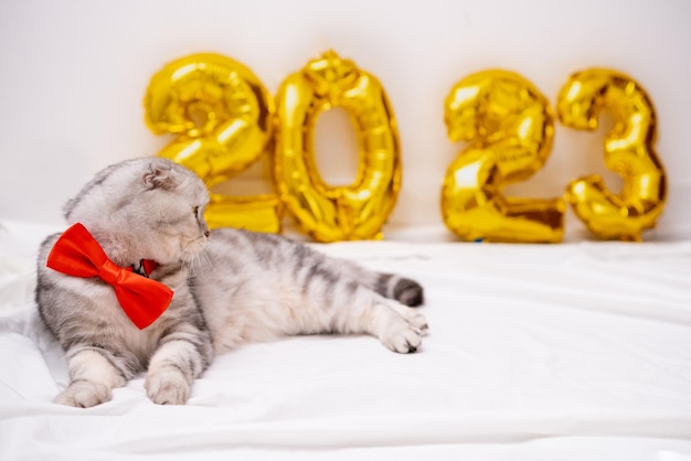 Gato escocês fofo de Natal 2023 com balões de folha dourada número 2023 Gato engraçado de ano novo com uma gravata borboleta vermelha em um fundo branco festivo de Natal