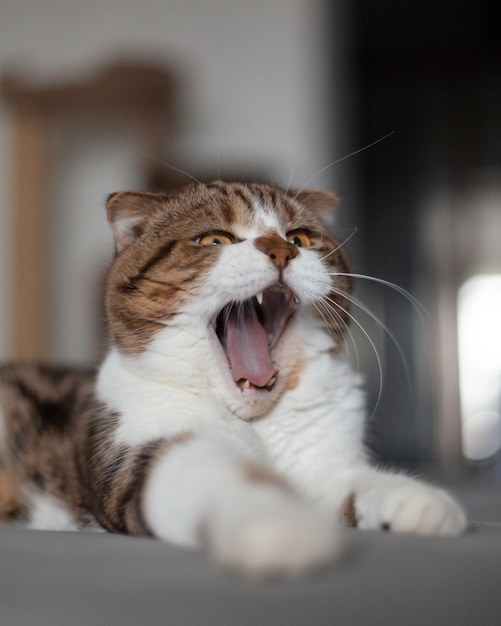 Foto gato escocês fofo encontra-se no sofá da sala